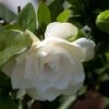 Gardenia Jasminoides Double Mint