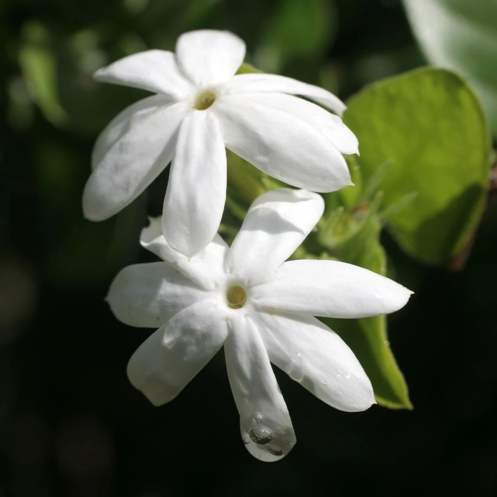 Jasmin Officinal - Jasminum Officinale Affinis 1 Jasmin Officinal - Jasminum Officinale Affinis