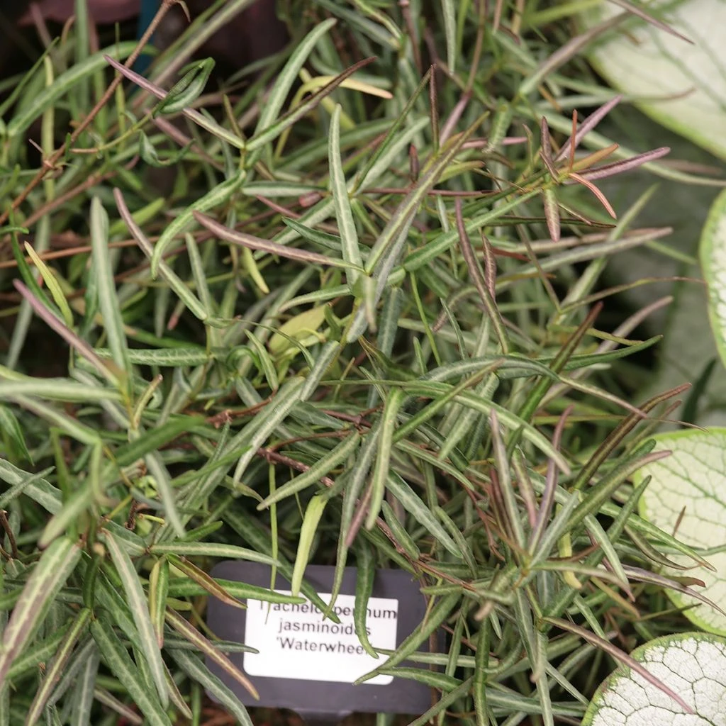 Jasmin étoilé - Trachelospermum Jasminoides Waterwheel 1 Jasmin étoilé - Trachelospermum Jasminoides Waterwheel