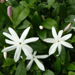 Jasmin Sauvage étoilé - Jasminum Multipartitum