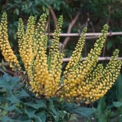 Mahonia (x) Media Charity