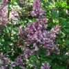 Lilas - Syringa Meyeri Palibin