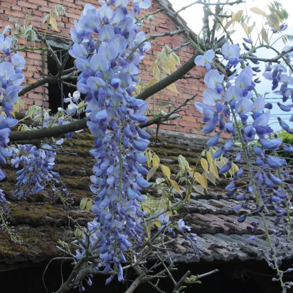 Glycine Blue Moon - Wisteria Frutescens Var. Macrostachya 1 Glycine Blue Moon - Wisteria Frutescens Var. Macrostachya