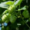 Houblon Vert - Humulus Lupulus Magnum