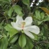 Magnolia Grandiflora Galissonière