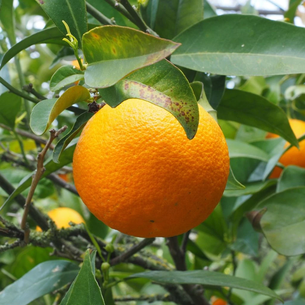 Oranger - Citrus Sinensis - Agrumes 1 Oranger - Citrus Sinensis - Agrumes