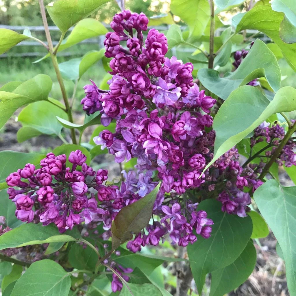 Lilas - Syringa Vulgaris Prince Wolkonsky 1 Lilas - Syringa Vulgaris Prince Wolkonsky