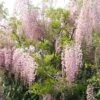 Glycine Du Japon - Wisteria Floribunda Honbeni (Rosea, Pink Ice)